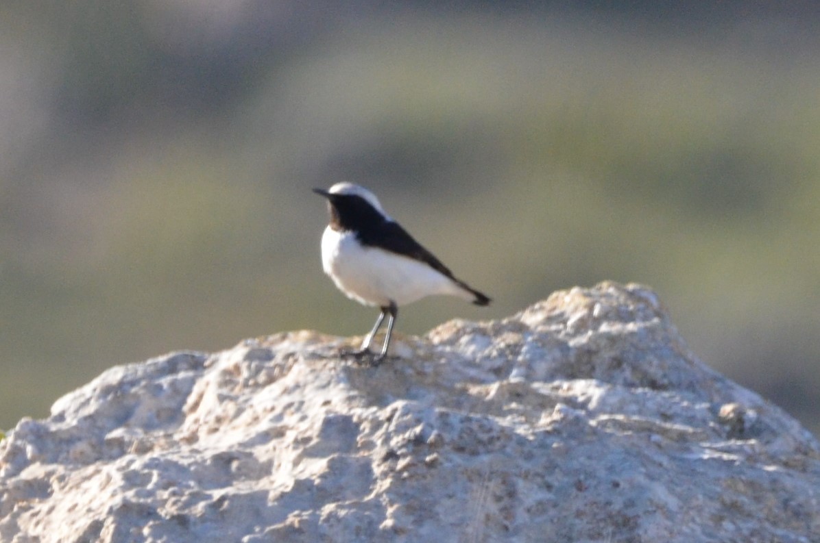 Finsch's Wheatear - ML138749561