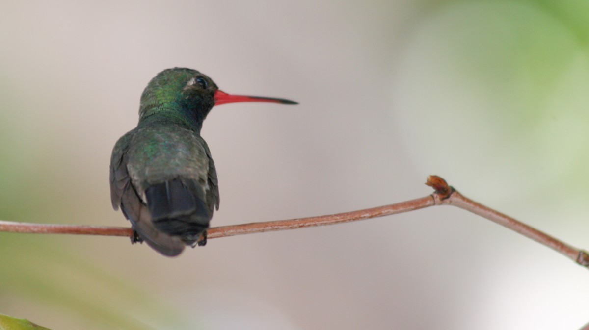 Broad-billed Hummingbird - Ian Davies