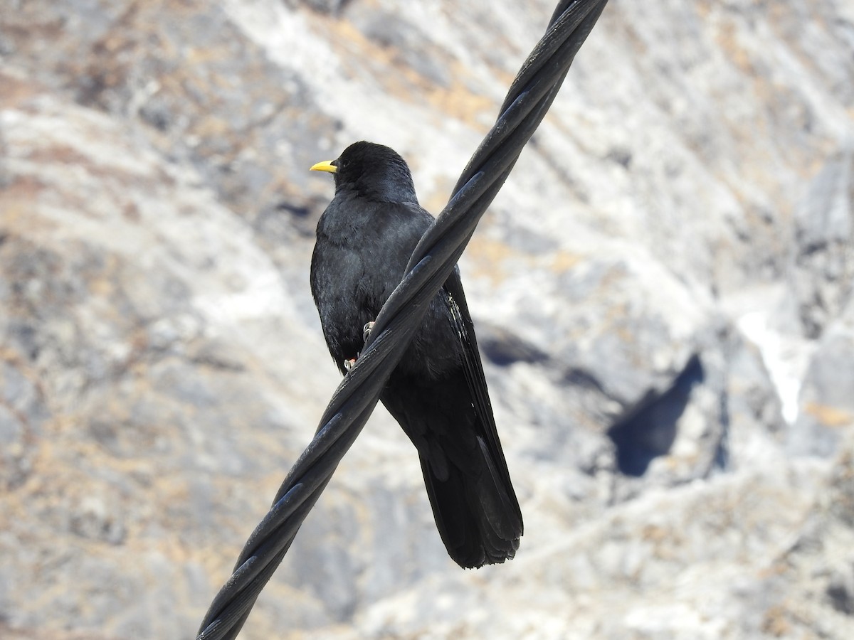 Yellow-billed Chough - ML138753231