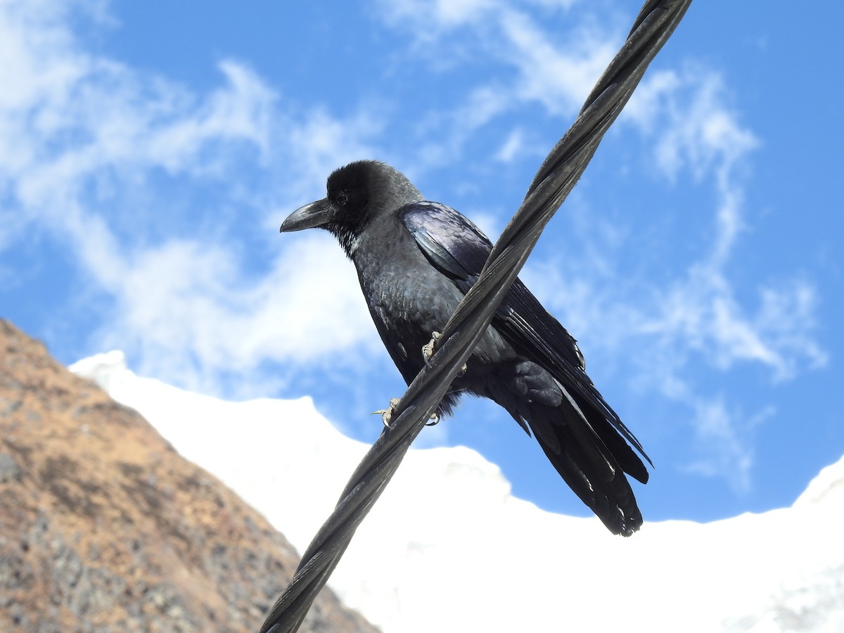 Large-billed Crow - Sam Jolly