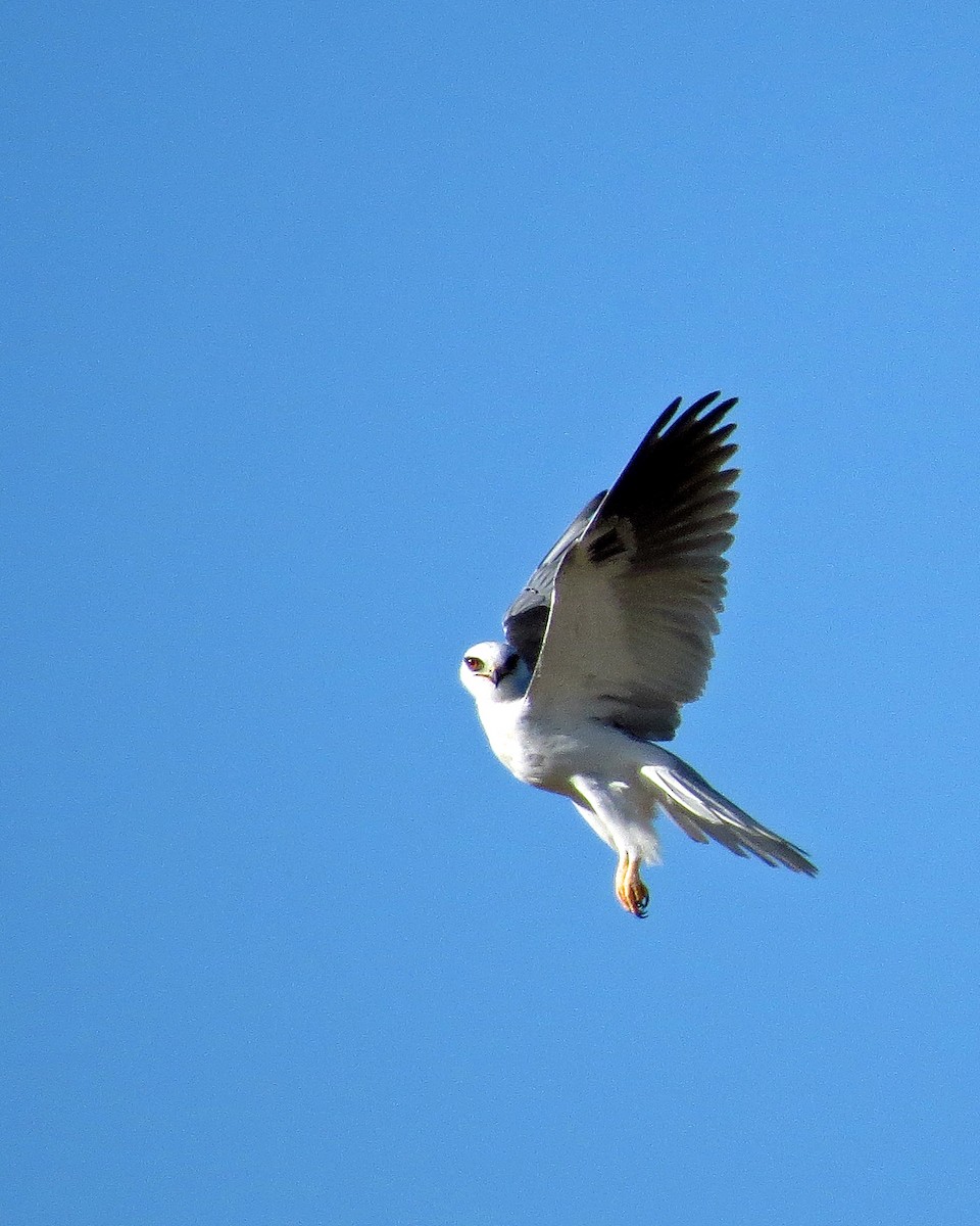 White-tailed Kite - Scott Santino