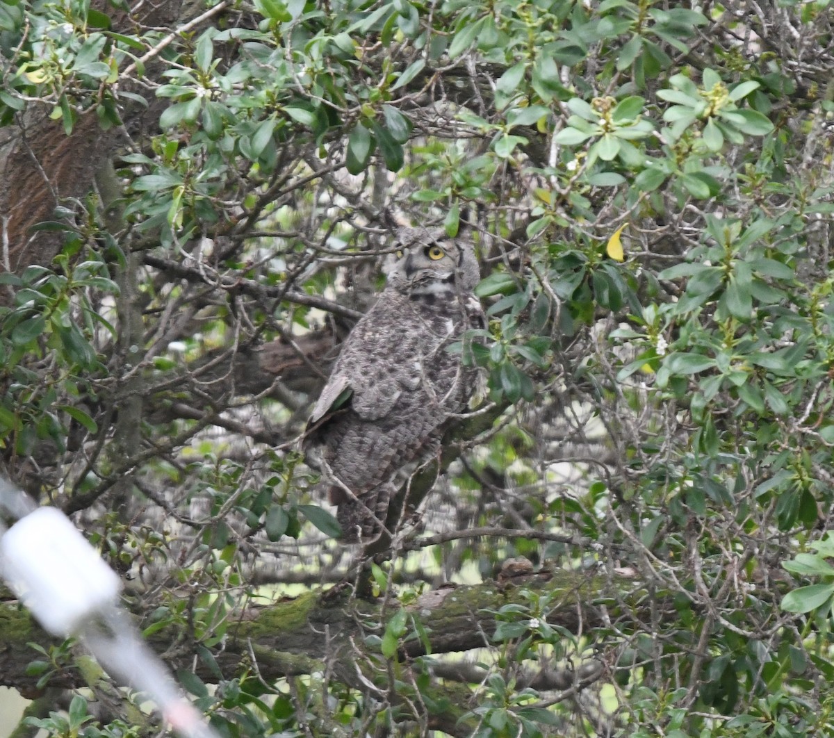 Great Horned Owl - ML138753821