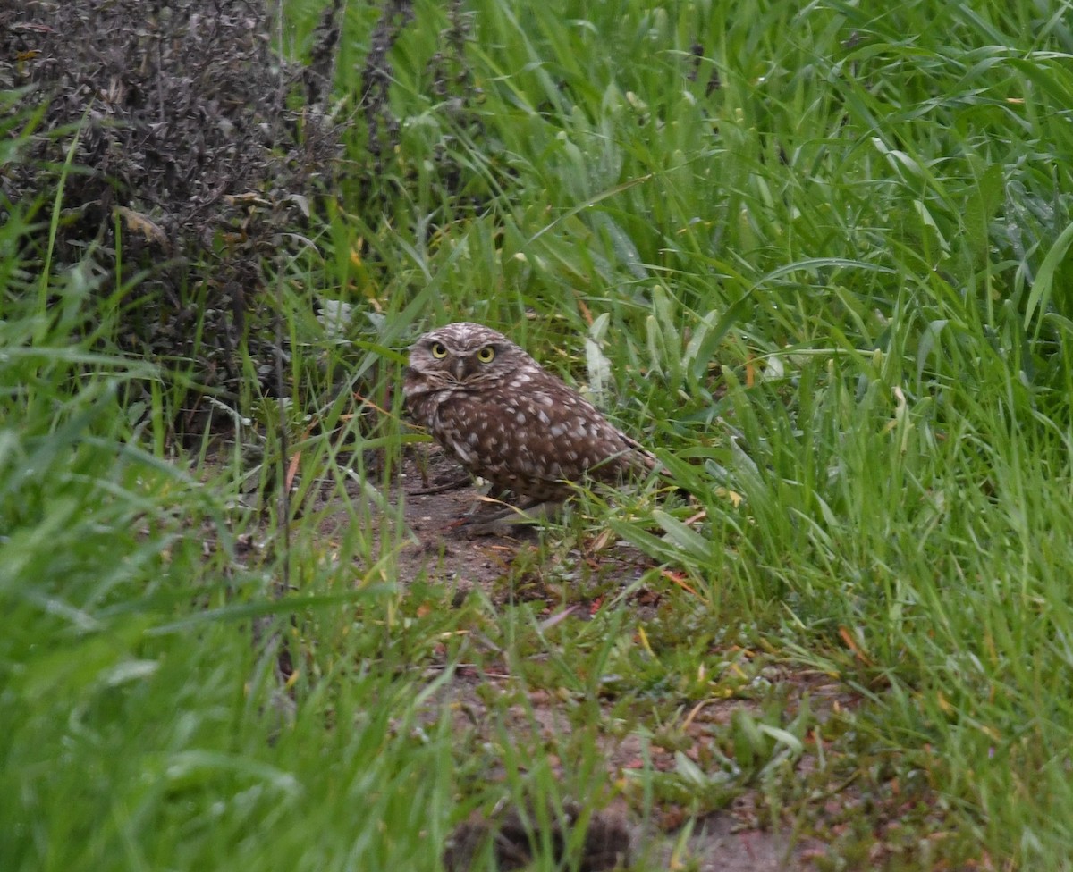 Burrowing Owl - ML138753901