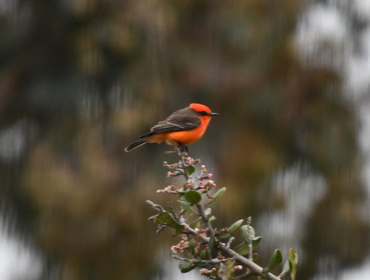 Vermilion Flycatcher - ML138754001