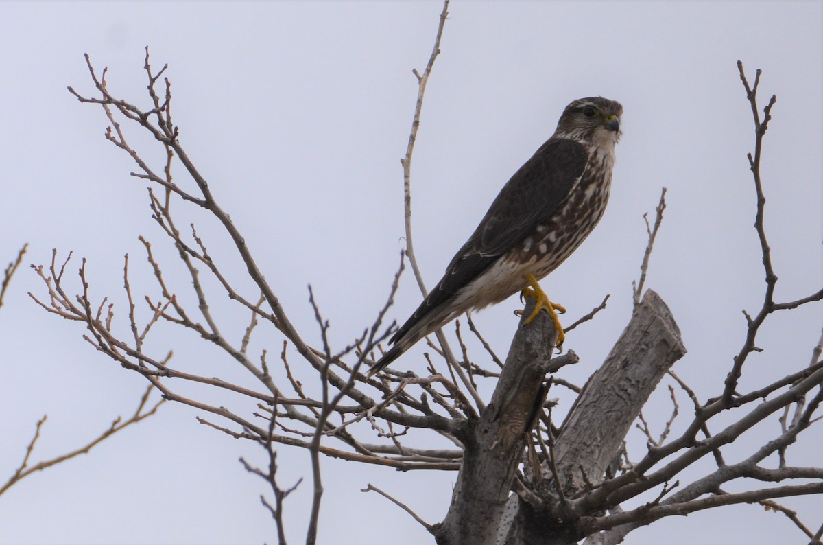 コチョウゲンボウ（columbarius） - ML138754051