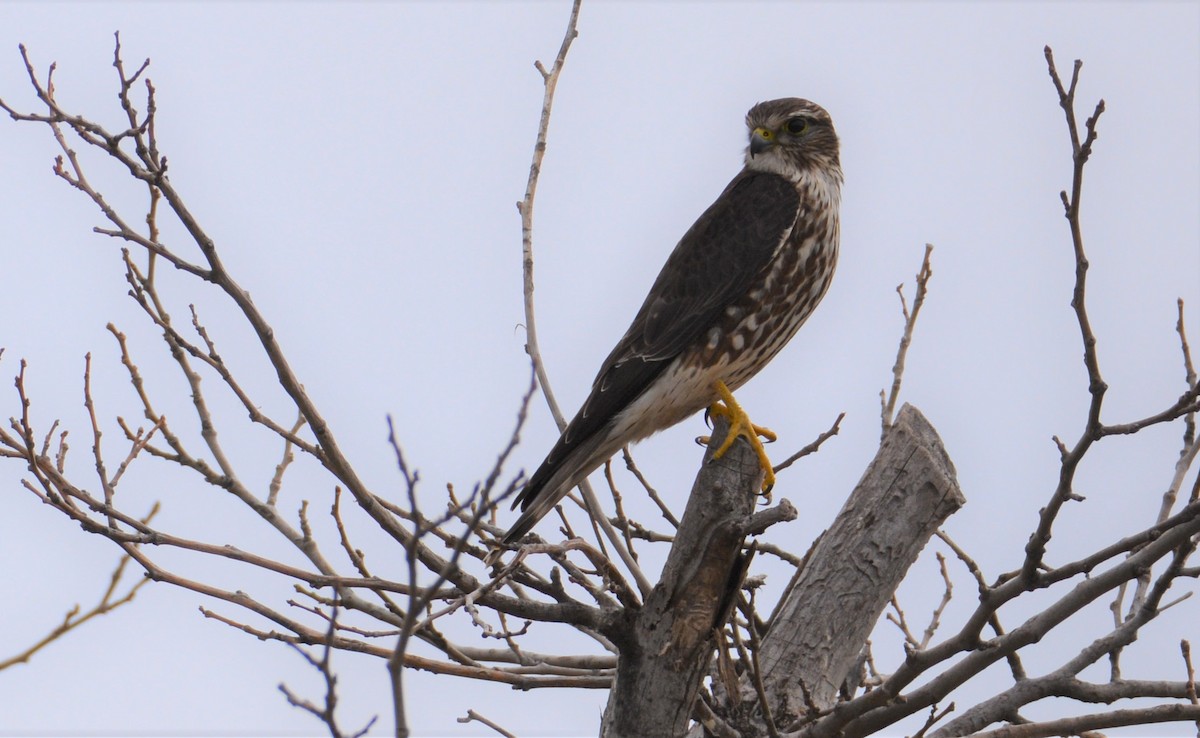 Faucon émerillon (columbarius) - ML138754071