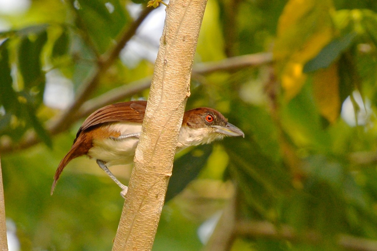 Great Antshrike - Gerald Friesen