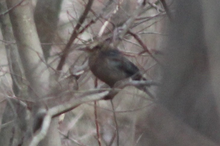 Rusty Blackbird - ML138758121