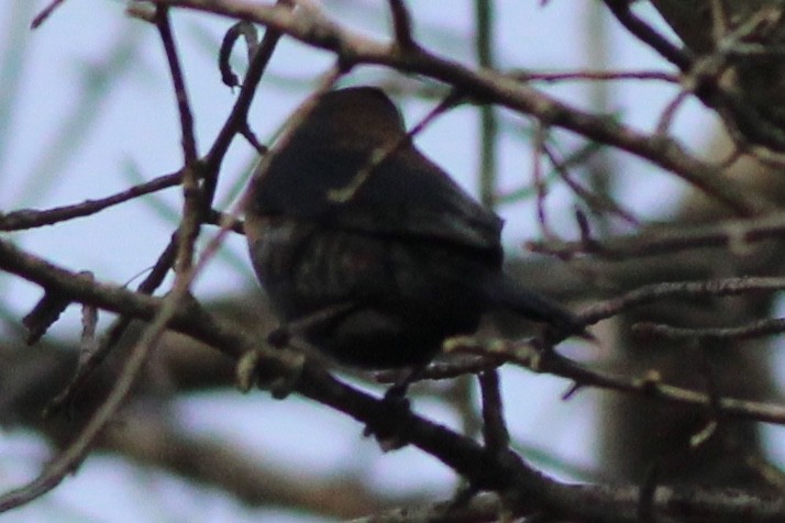 Rusty Blackbird - Sequoia Wrens