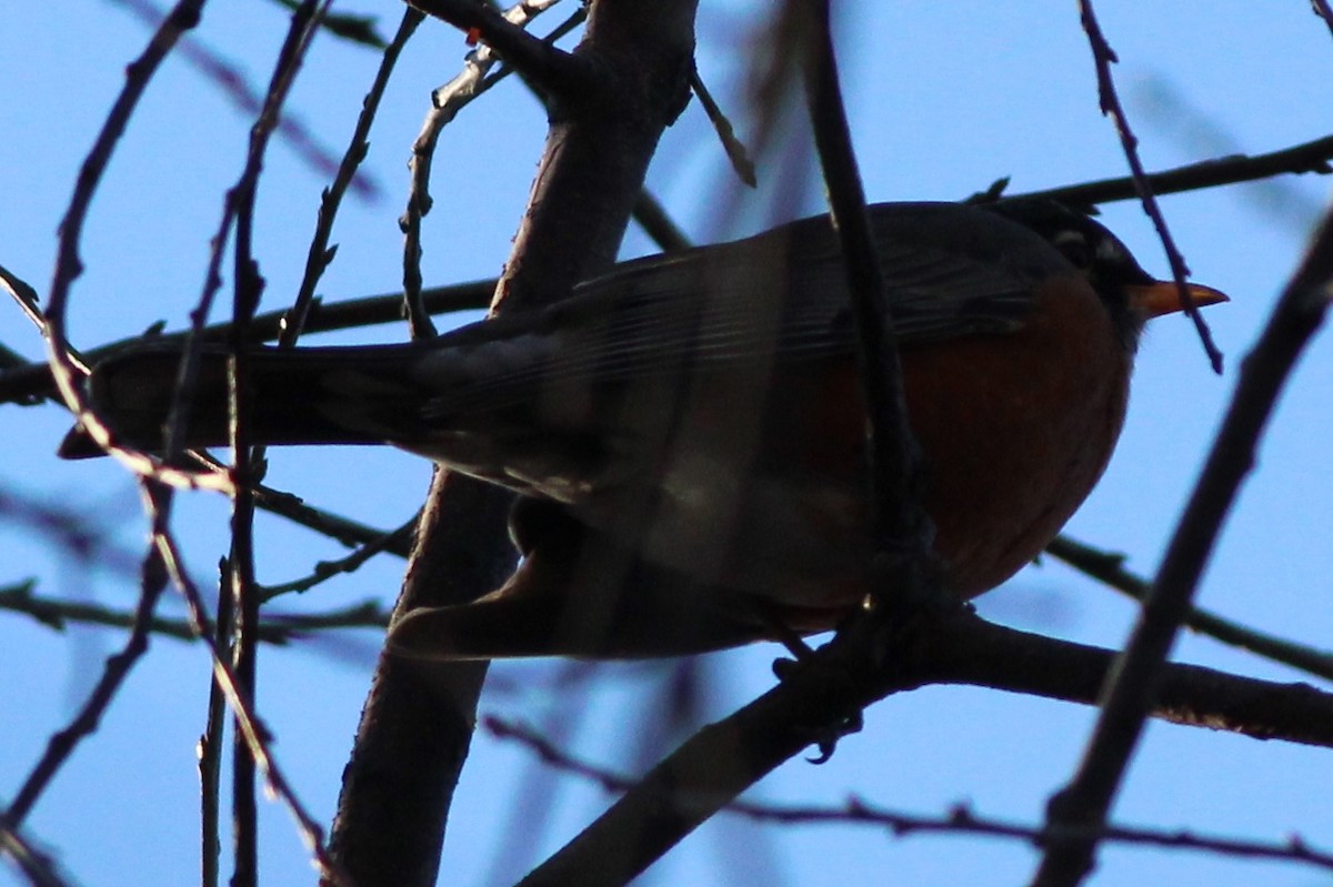 Rusty Blackbird - ML138758151