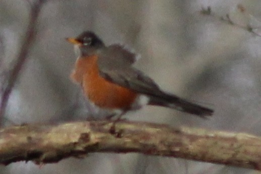 American Robin - ML138758191