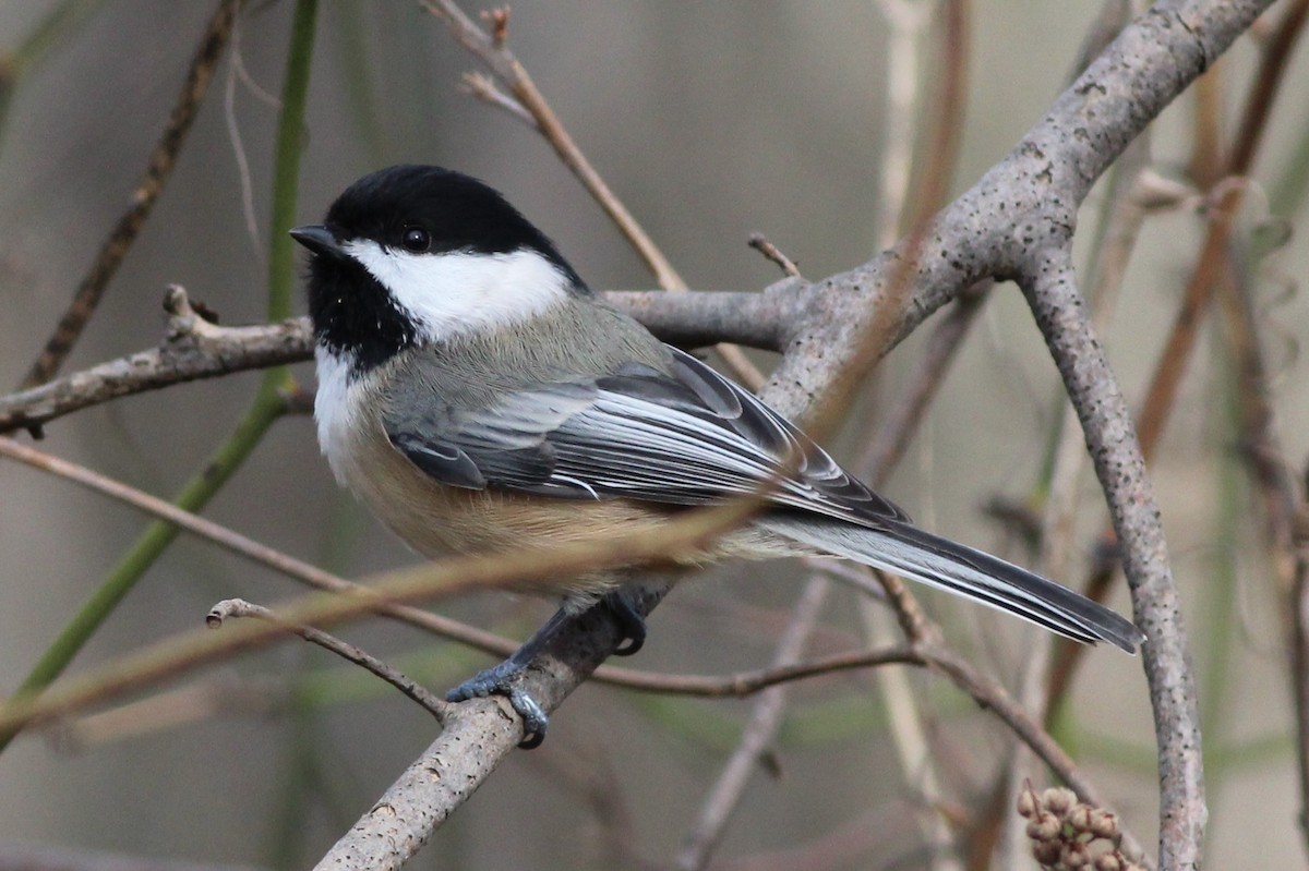 Black-capped Chickadee - Sequoia Wrens