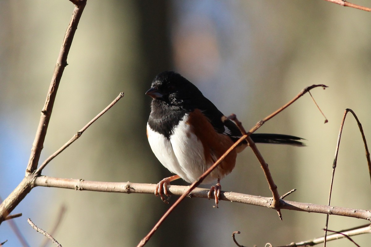 Eastern Towhee - ML138758661