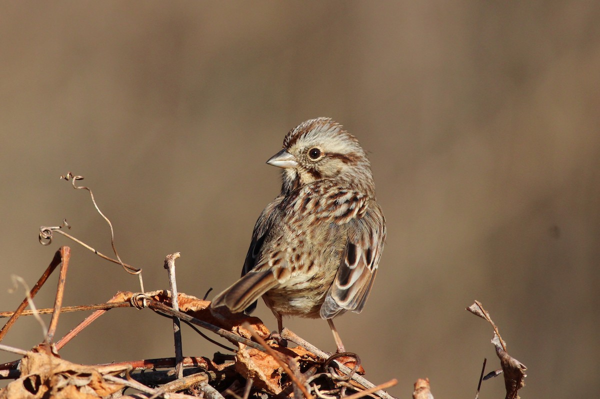 Song Sparrow (melodia/atlantica) - ML138758701