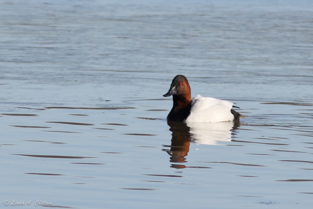 Canvasback - Linda Chittum