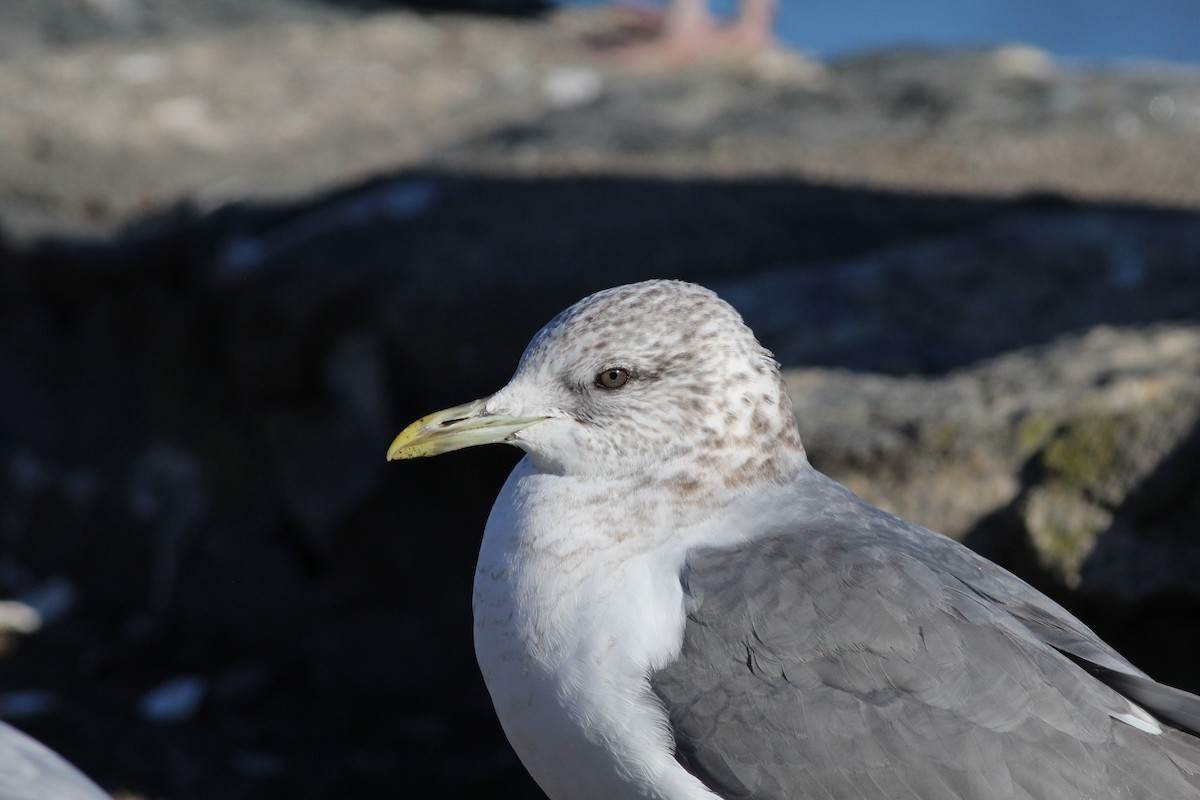 Common Gull (Kamchatka) - Sequoia Wrens