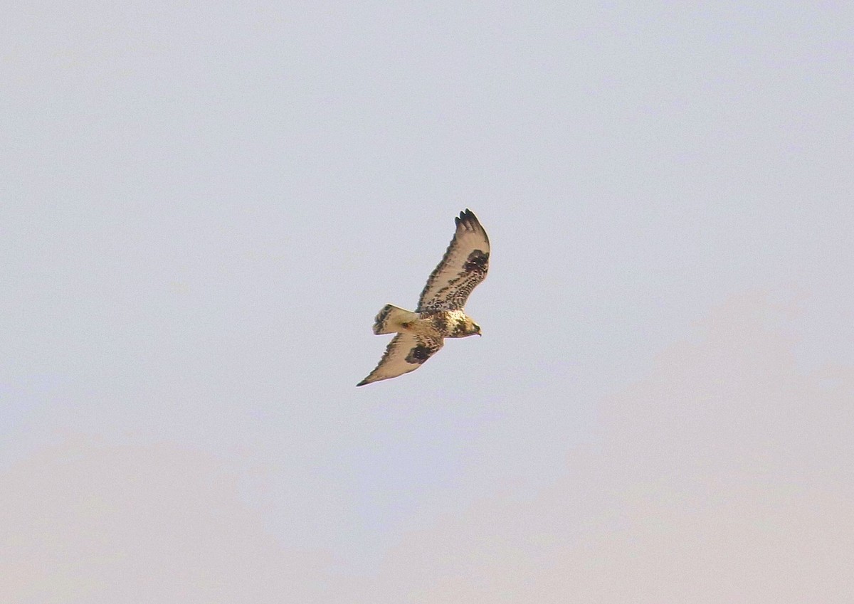 Rough-legged Hawk - ML138761771