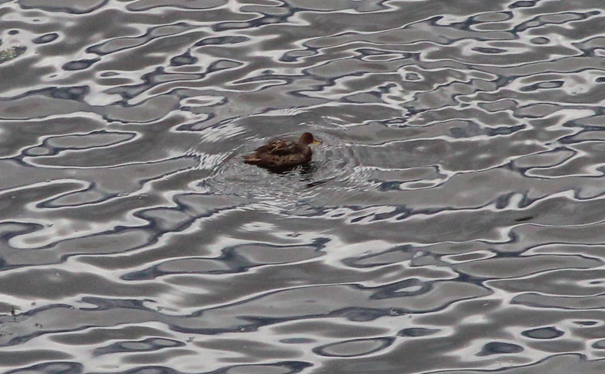 Yellow-billed Pintail - ML138762231