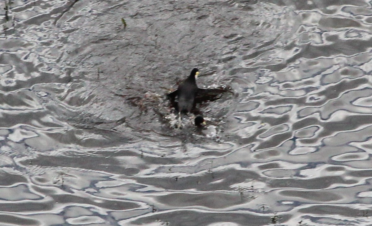 Slate-colored Coot - ML138762471