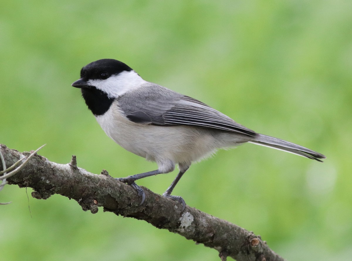 Carolina Chickadee - Ann Mallard