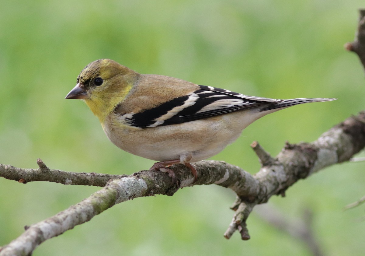 Chardonneret jaune - ML138762761