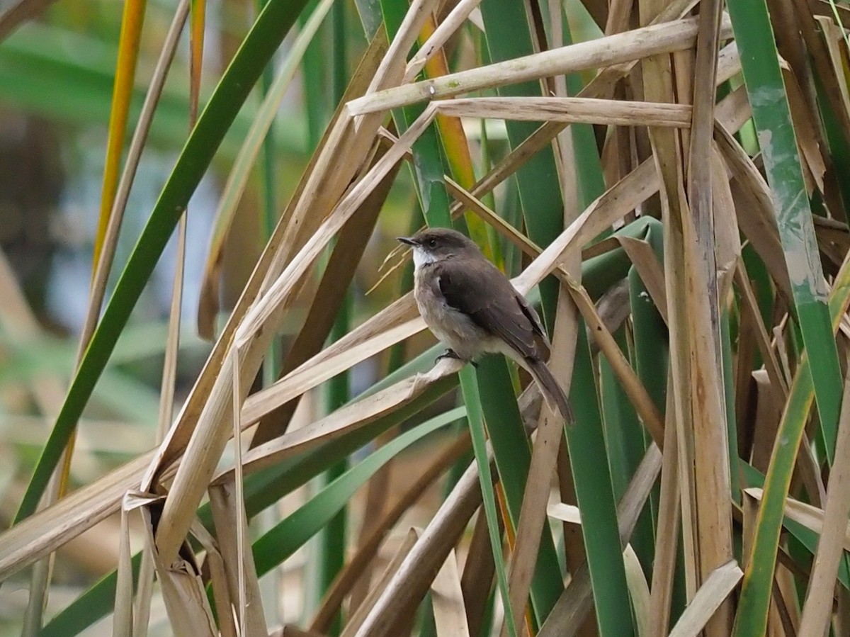 Swamp Flycatcher - ML138762981