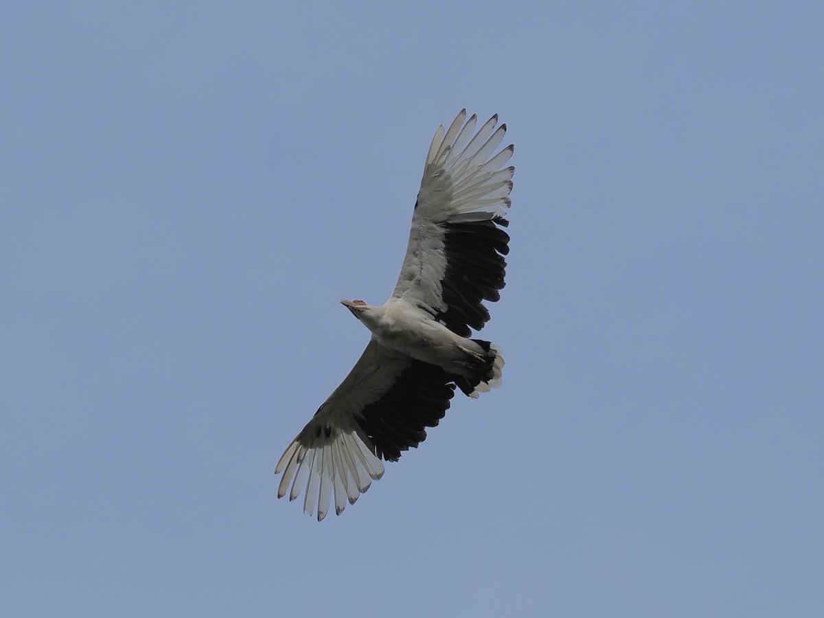 Palm-nut Vulture - ML138763791