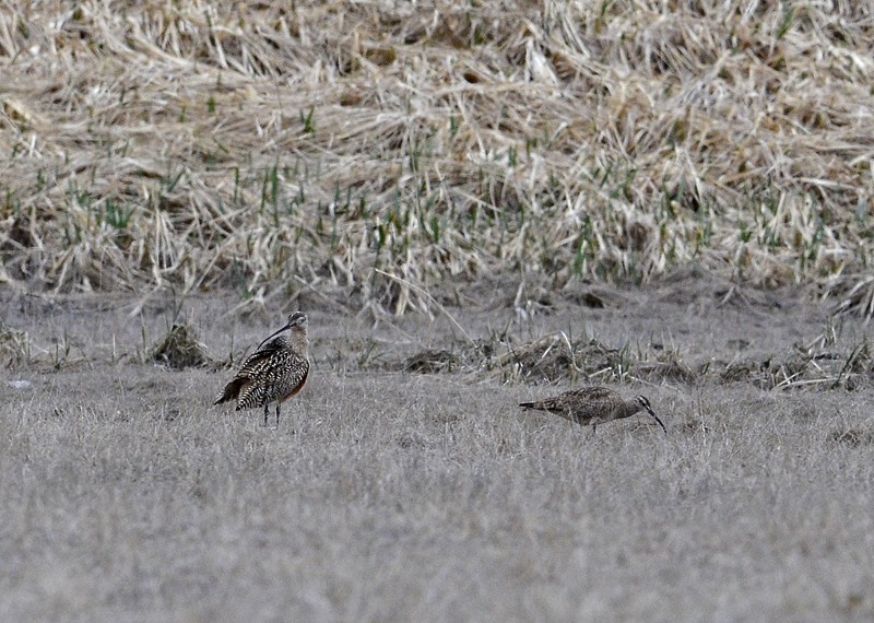 Long-billed Curlew - Mark Schwan