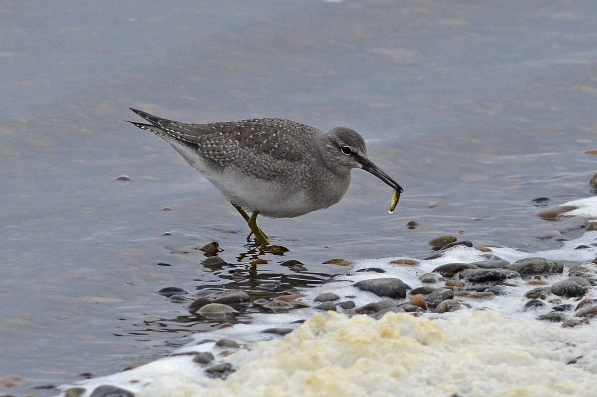 Gray-tailed Tattler - ML138764451