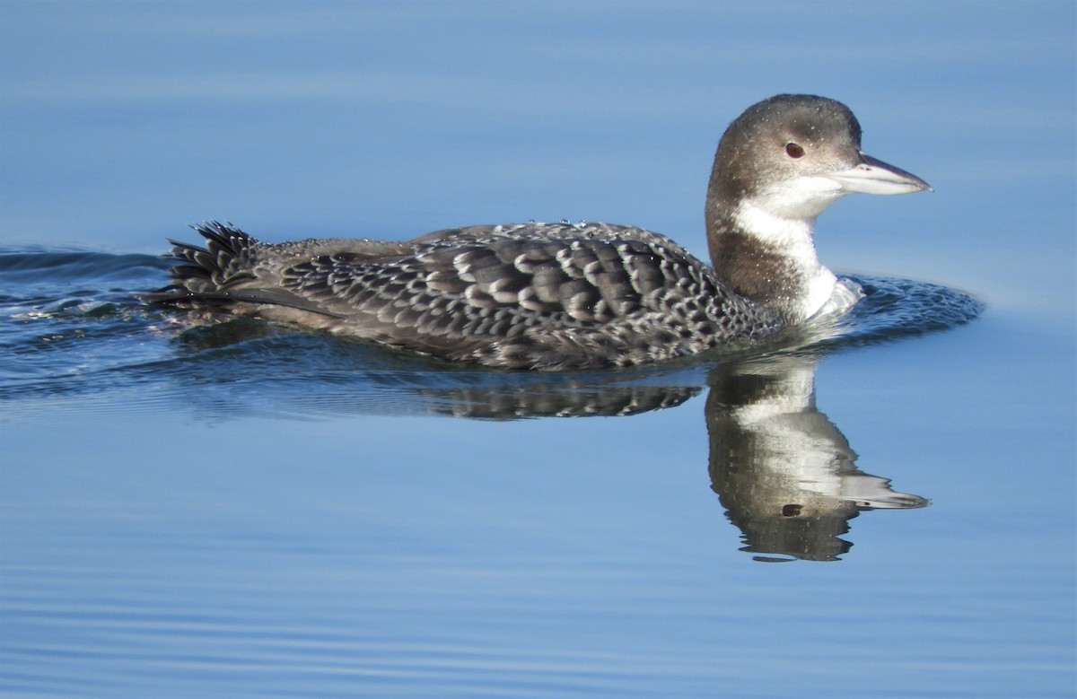 Common Loon - John Gaglione