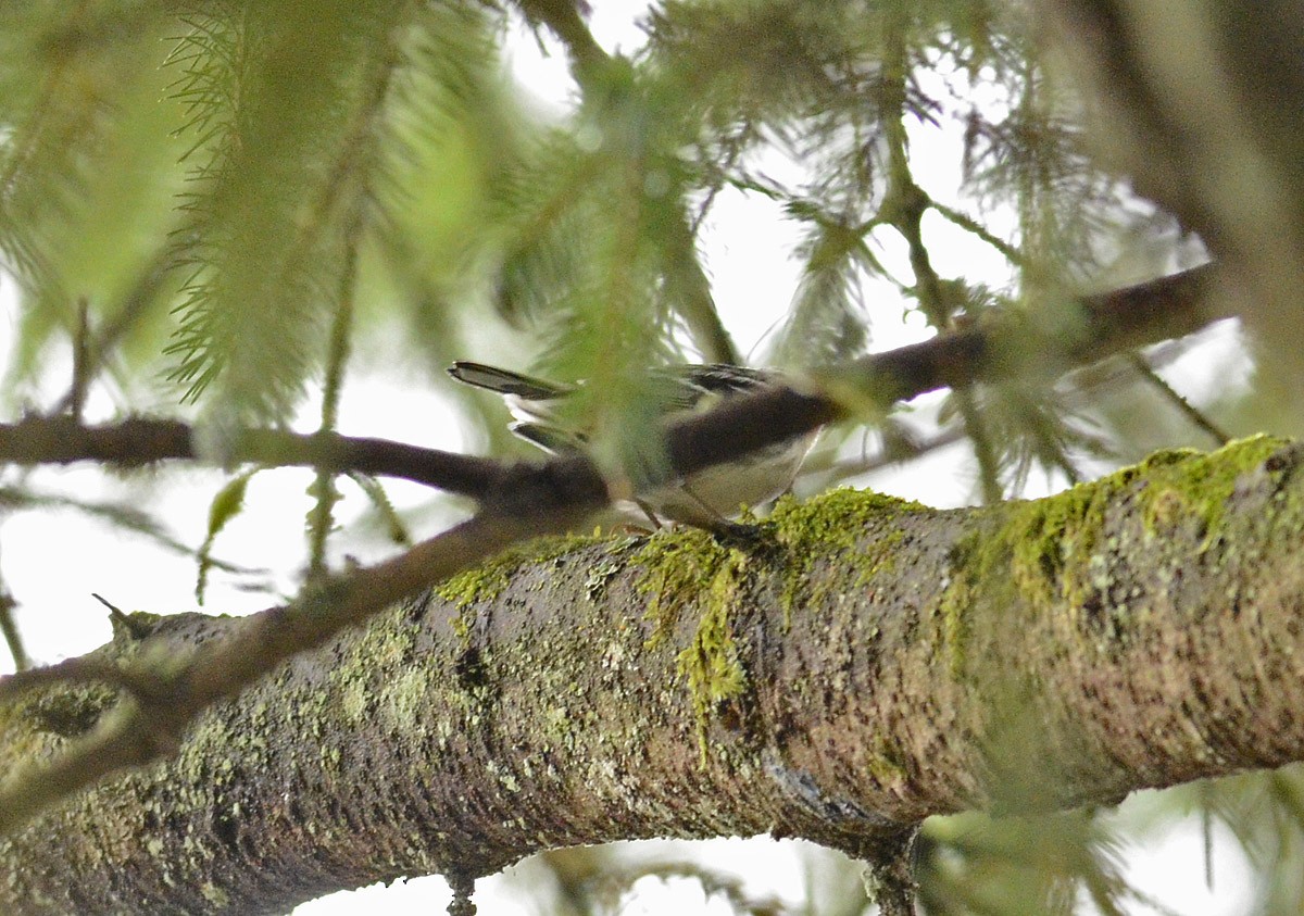 Black-and-white Warbler - ML138764531