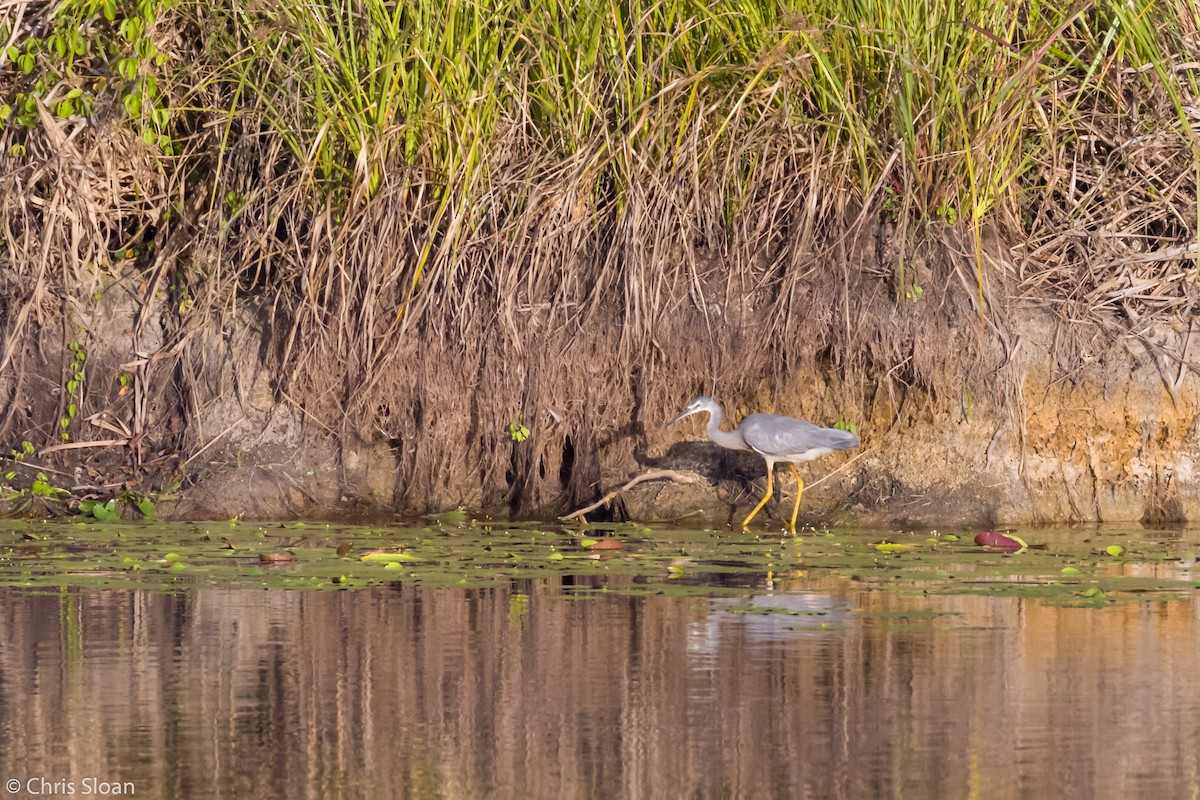 White-faced Heron - ML138765271