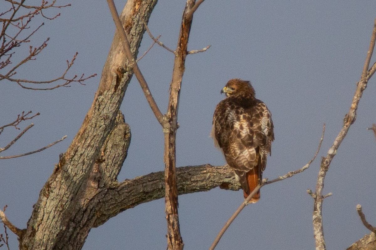 Red-tailed Hawk - ML138767781