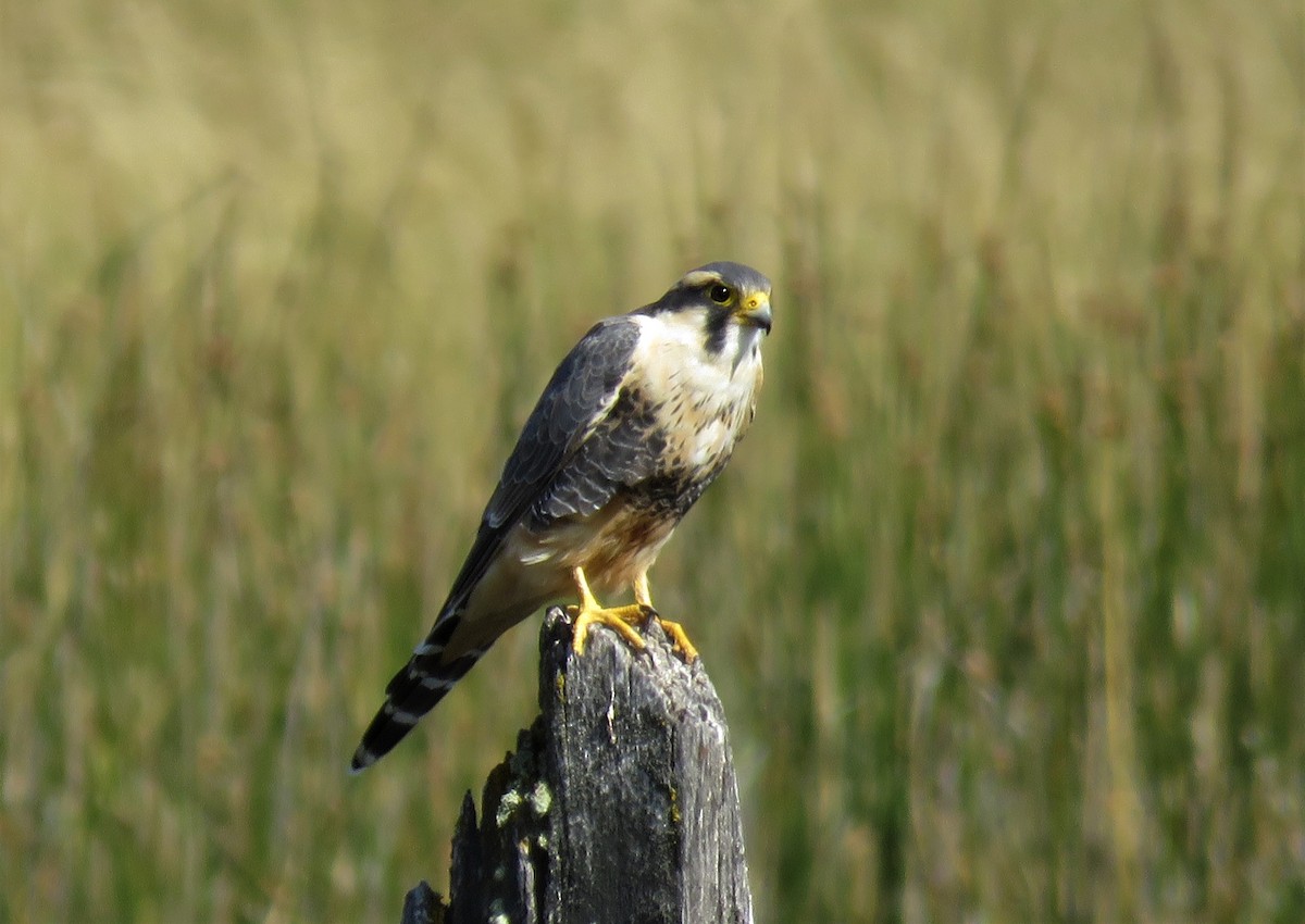 Aplomado Falcon - ML138767961