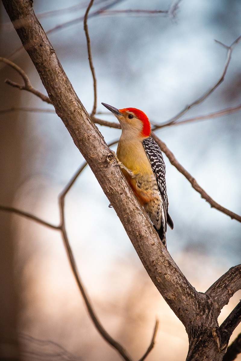 Red-bellied Woodpecker - ML138767981