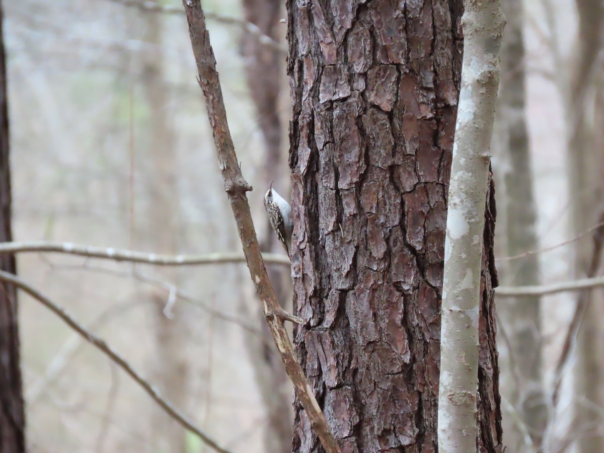 Brown Creeper - ML138768011