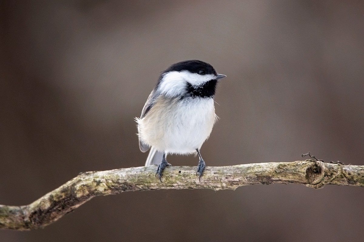 Black-capped Chickadee - ML138768041