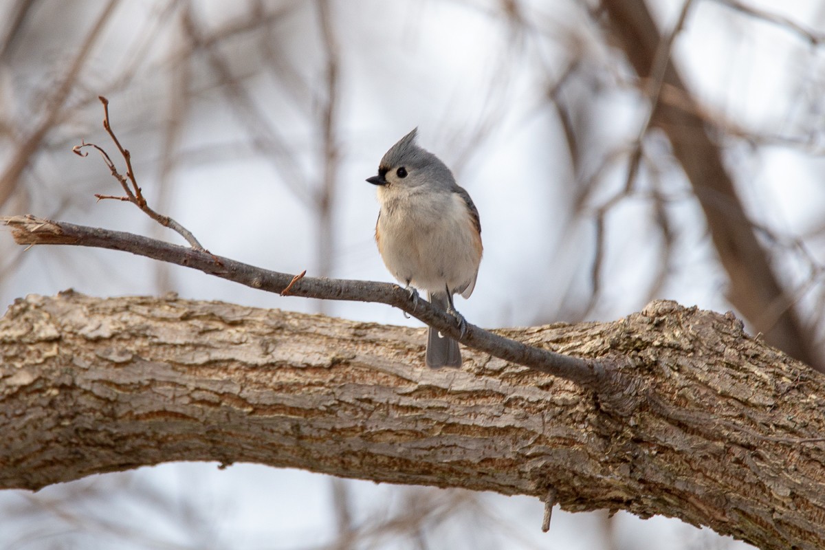 Tufted Titmouse - ML138768101