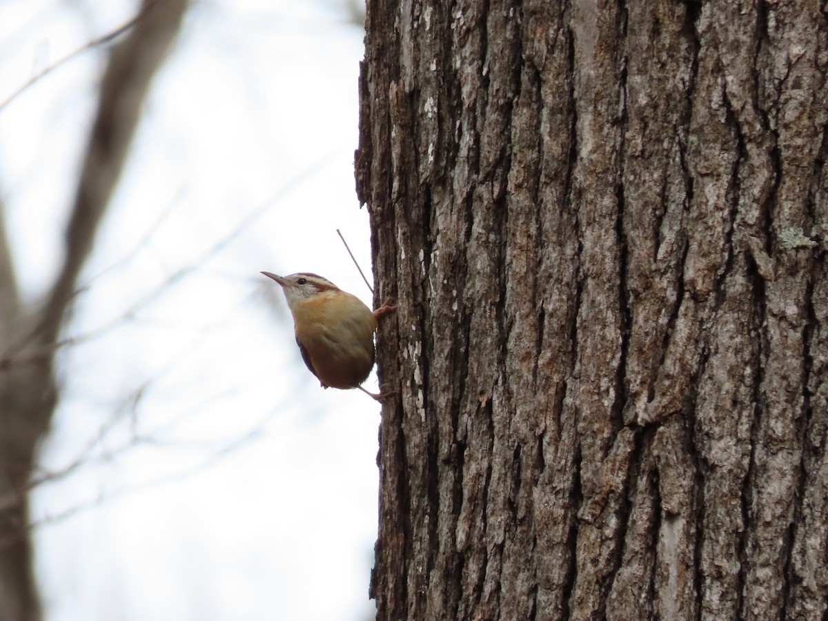 Carolina Wren - ML138768171