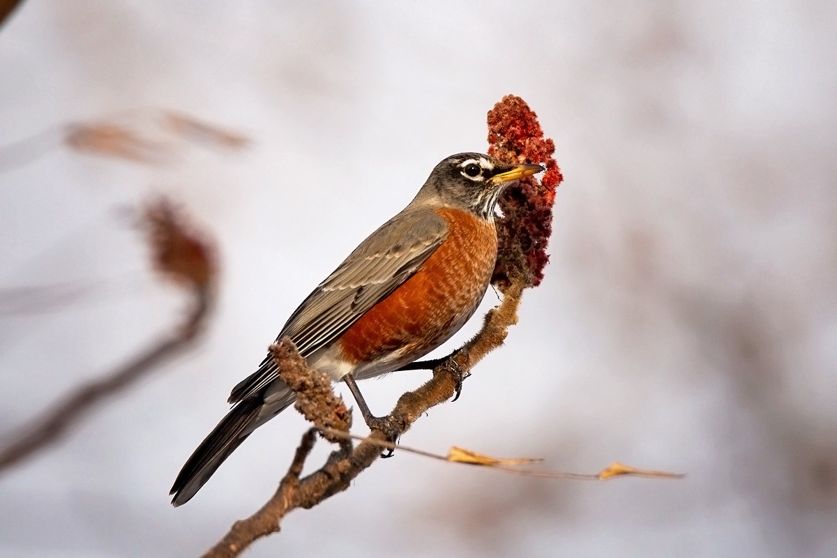 American Robin - Anonymous