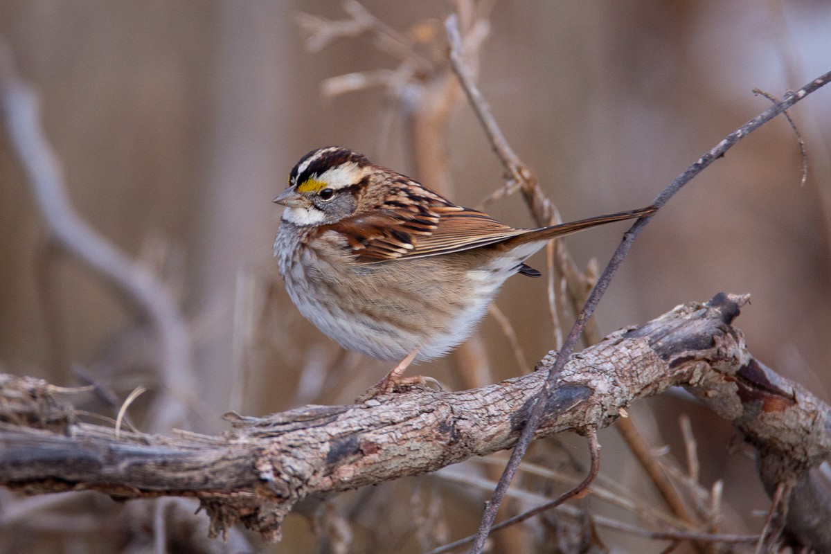 White-throated Sparrow - ML138768271