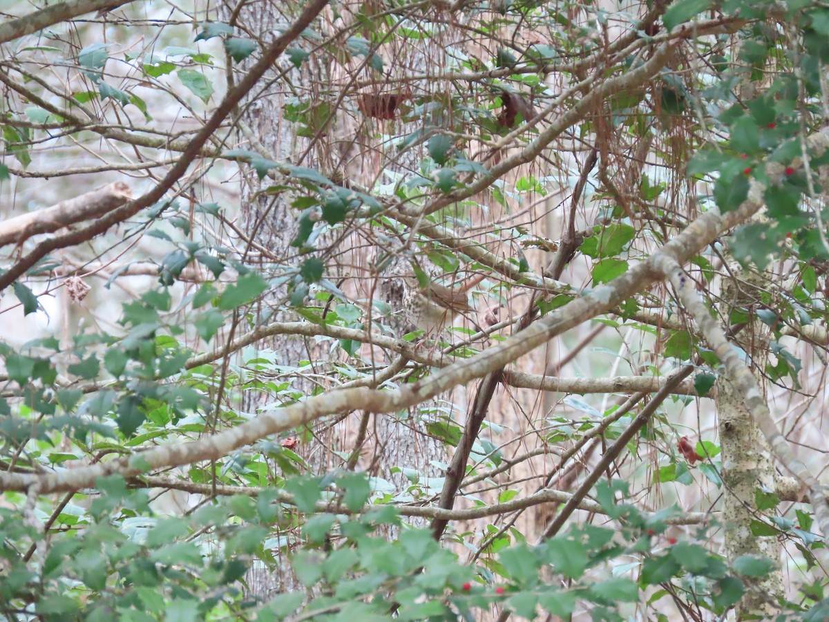 Hermit Thrush - ML138768591