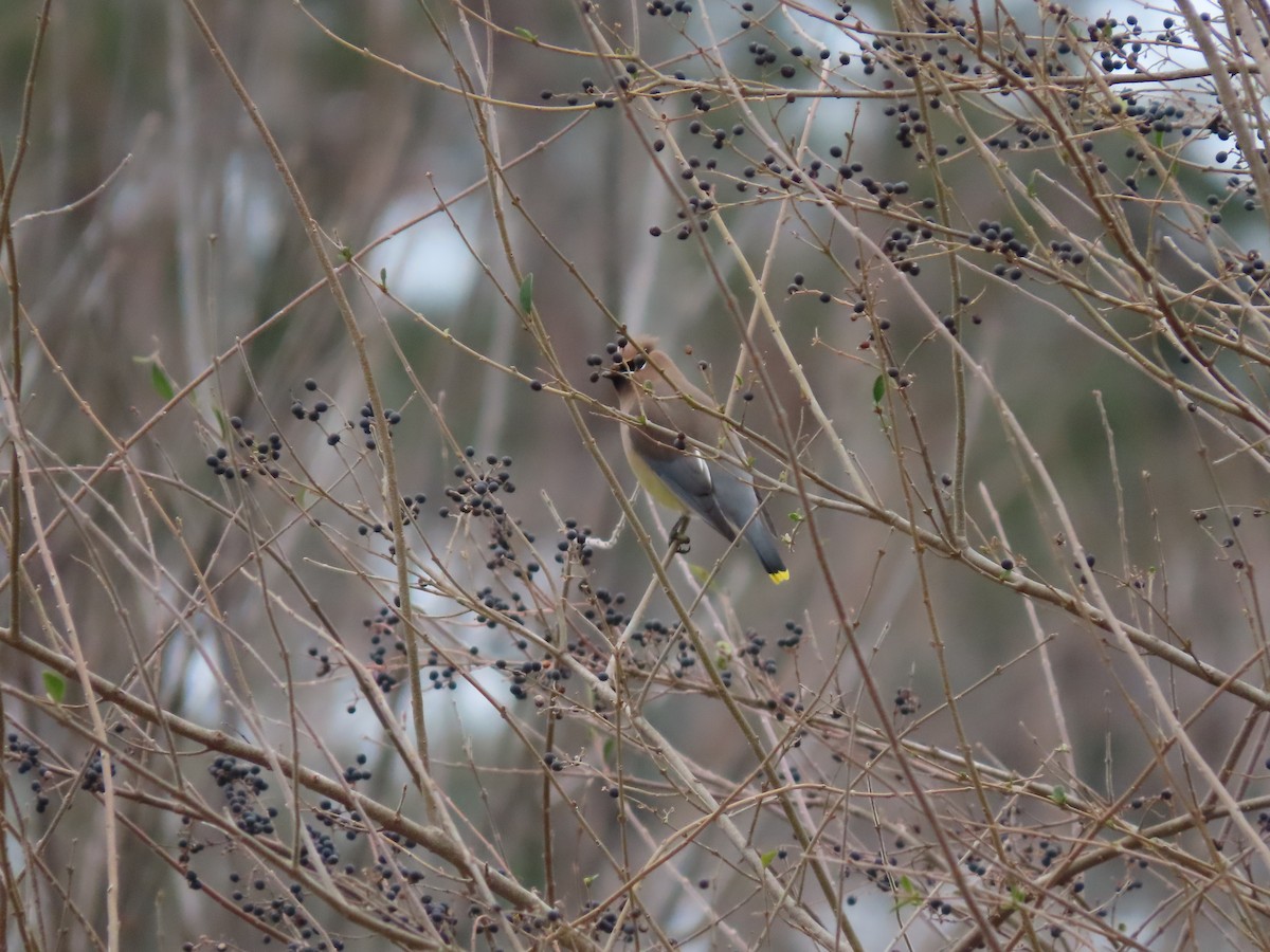 Cedar Waxwing - ML138769071