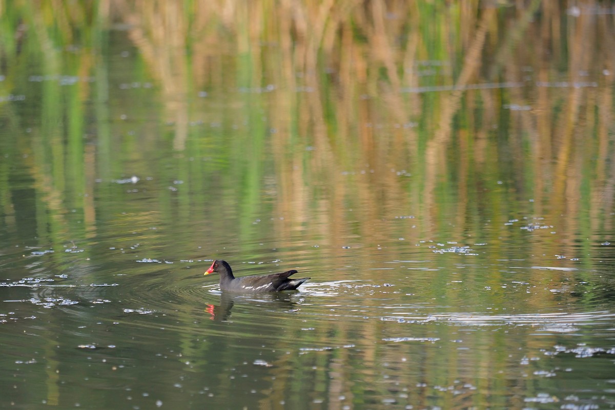 Eurasian Moorhen - 宇杰 彭