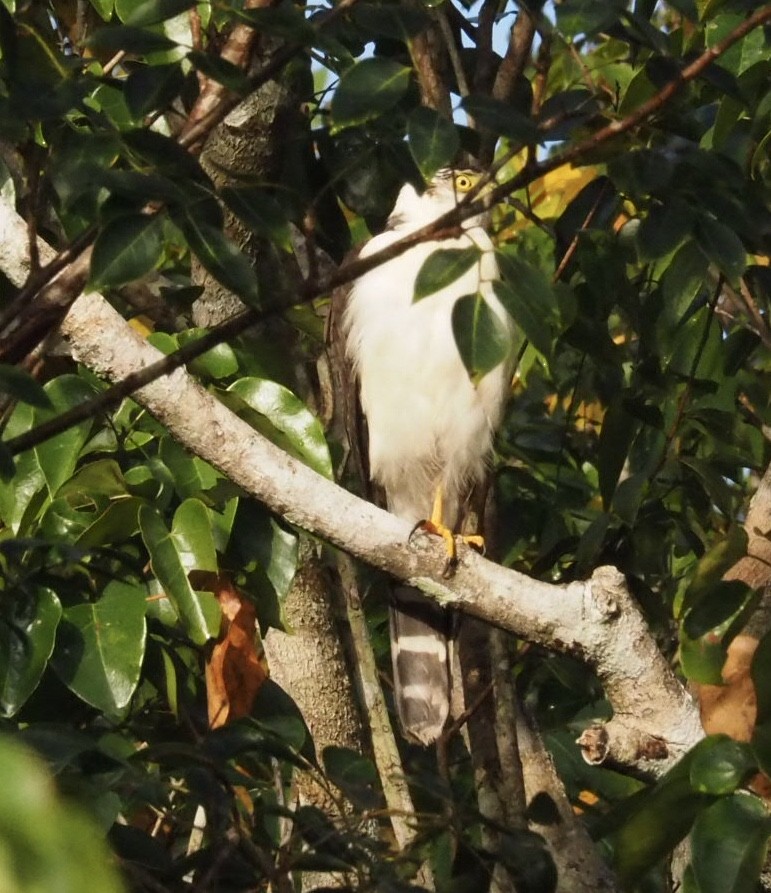 Collared Forest-Falcon - ML138769361