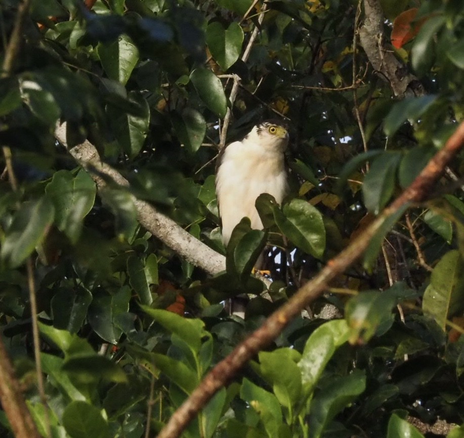 Collared Forest-Falcon - ML138769461