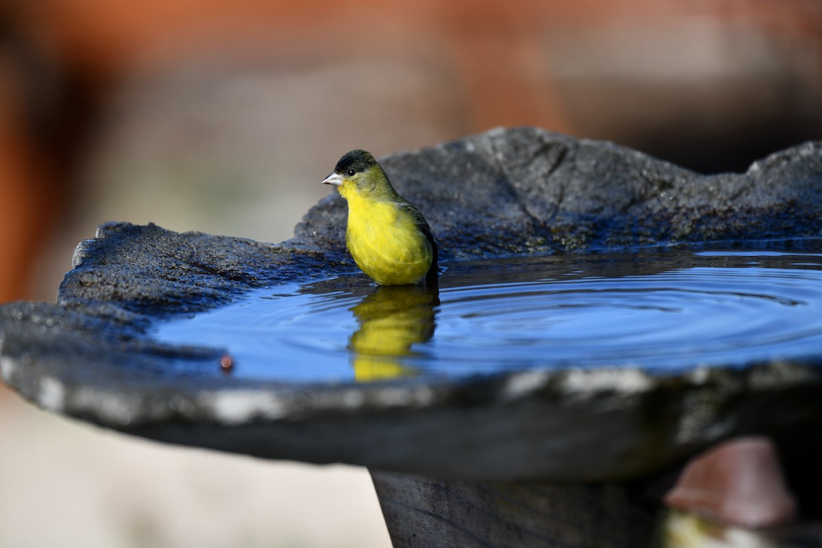 Lesser Goldfinch - Hank Morales