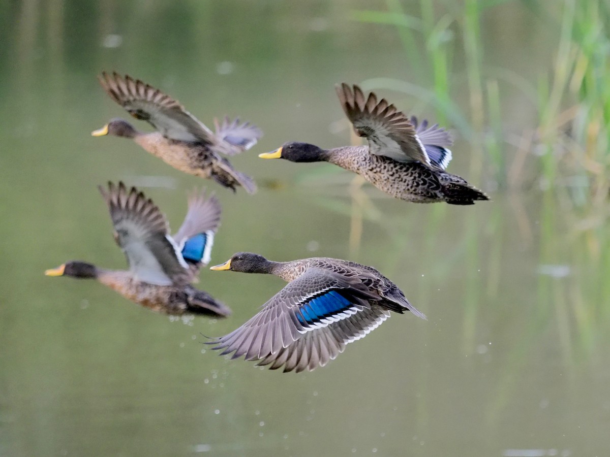 Canard à bec jaune - ML138769711