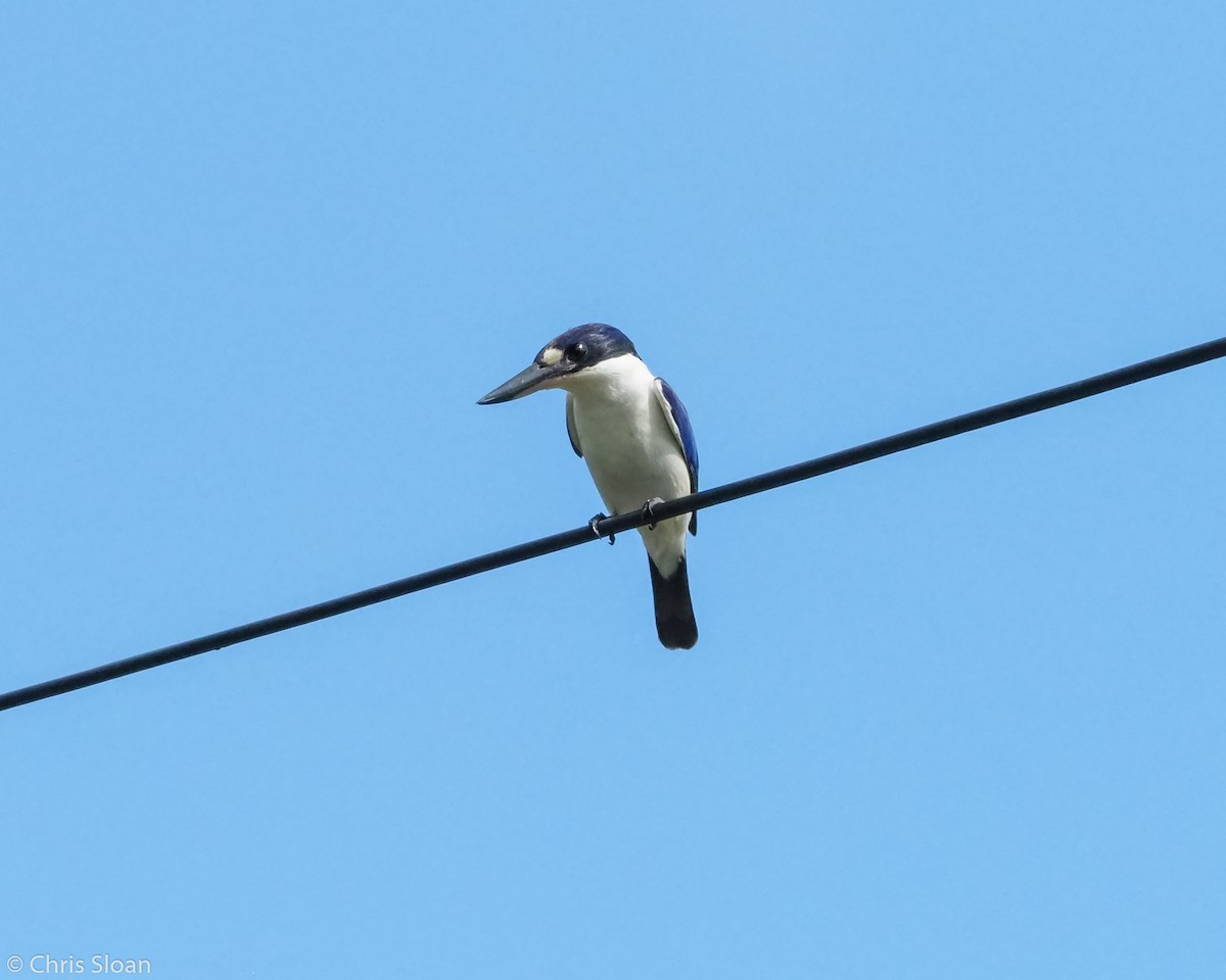 Forest Kingfisher - ML138770391