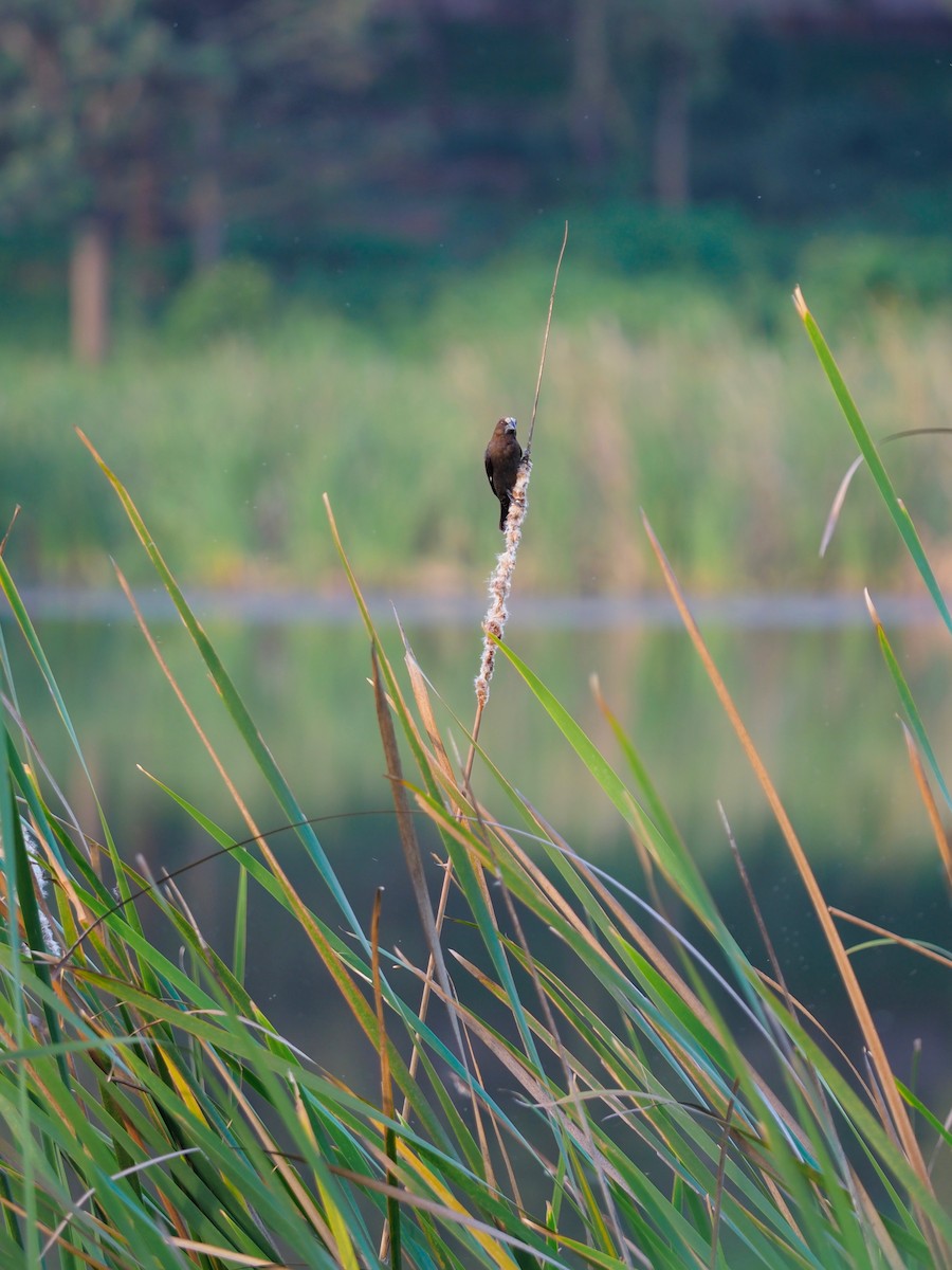 Grosbeak Weaver - ML138771091